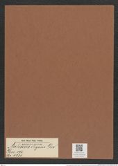 Auliscus elegans Grev. (de-Toni-Nr.: Genus 171, Species 4330) Zeichnungen Sammlung Grunow Mappe 04300 (Herbarium_W_Grunow_drawings_Folder_04300)